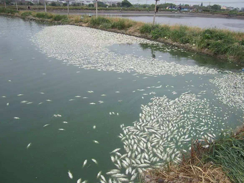 水產養(yǎng)殖中硫化氫超標會造成哪些危害